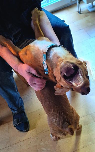 Brauner kleiner Hund wird von 2 Männerhänden am Rücken gekrault, während der Hund sich weit nach hinten rekelt und vergnügt das Maul aufreißt.