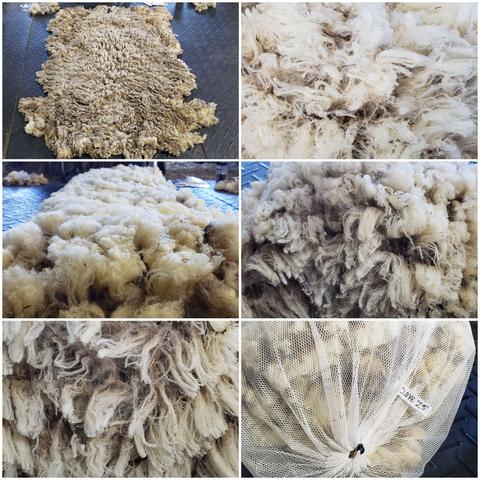 A collage of pics of a very fine and crimpy white fleece from a very small ewe named Clove.