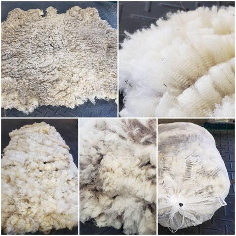 A collage of pics of a fluffier sheep called Gardenia. This fleece would be good for carding due to a shorter staple length.