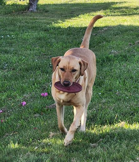 Golden lab trotting back to me after she fetched her red Frisbee. The Frisbee is in her mouth and she is on green grass.