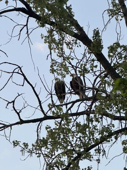 A pictjre of two bald eagles beside each other in a tree.