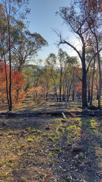 Photo through eucalyptus forest with new grass peeking through burnt ground in the foreground and tinges of red in the canopy from fire-affected leaves. In the background we see a mountain range against a blue sky with patches of white cloud.