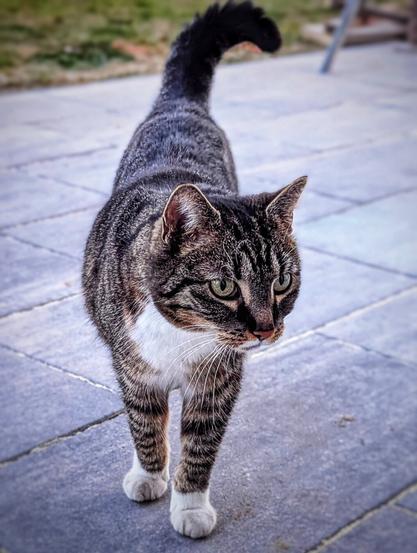 A tabby cat with dark stripes and a white chest and paws walks towards the viewer on a paved surface. The cat has green eyes and its tail is curled upwards. The background is slightly blurred, showing some grass and a hint of a metal structure.