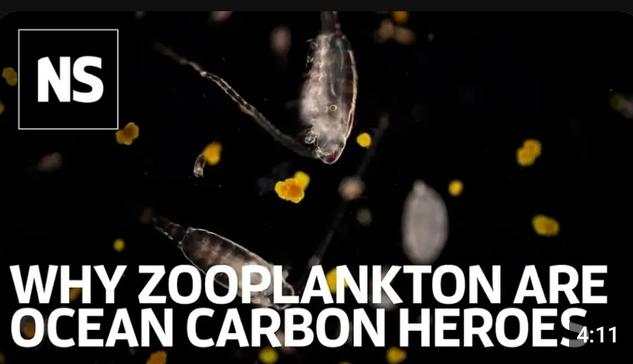 image/jpeg a caption of "Why Zooplankton are Ocean Carbon Heros" with the NS logo of New Scientist. Translucent torpedo shaped copepod zooplankton are seen in the image against a black background.