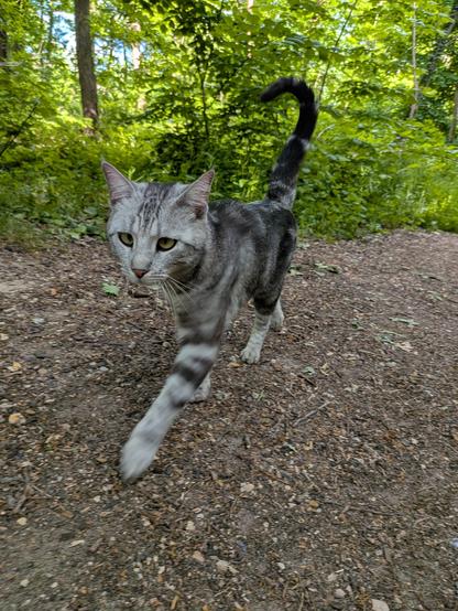 La grise qui se la pète en promenade.
Une chatte grise qui regarde droit devant elle (en louchant), elle est sur un chemin en forêt.