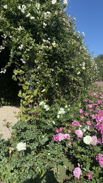 lovely white and pink flowers blooming among the green yard