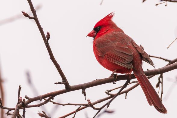 Photograph of a male cardinal perched on a budding tree branch with out of focus branches and an overcast sky in the background. The cardinal is facing left in profile leaving one eye visible. Male cardinals have brown legs and feet with grasping claws, red feathers with darker red on their back, wings, and tail, an orange beak, dark eyes, a black mask that wraps from top of the beak to its neck, and a crest on the top of their head that can be raised or lowered.
