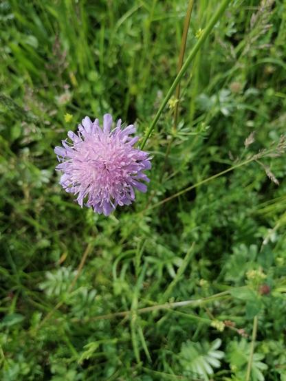Eine zartrosa Wiesen-Witwenblume in einer saftig grünen Wiese.
