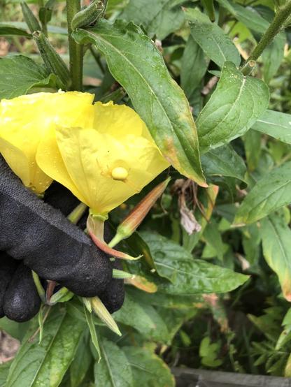 Links im Bild sind Handschuhe eine Linke Hand umschliessend zu sehen. Diese greifen in eine Blütenverästelung einer gelben Nachtkerze.

Wer die Mühe nicht scheut und regelmäßig nach der Blüte Samenkapseln entfernt, tut Nachtfaltern und anderen einen großen Gefallen.
Ohne Kontinuität ist die Nachtkerze aber sehr Fortpflanzungsfreudig.