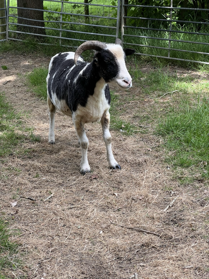 This is Priscilla, one of our two Jacob sheep. She is black and white and is standing in the garden having just been sheared. She now looks laughably skinny compared to before her haircut