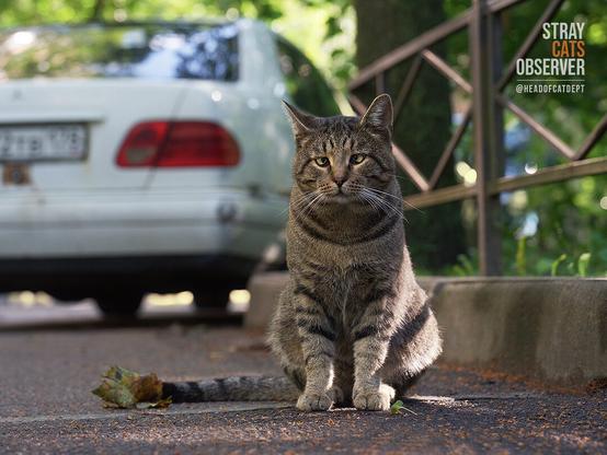 A tabby cat sits in the shade with a thoughtful look