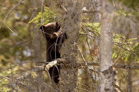 The head of the cub is one third from the left and one third from the top.
It is climbing a tree.