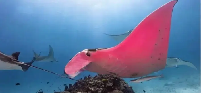 a pink manta ray