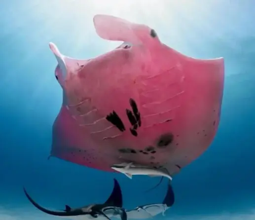 a pink manta ray