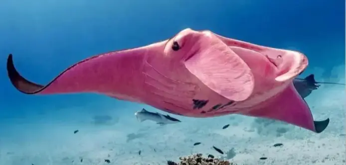 a pink manta ray