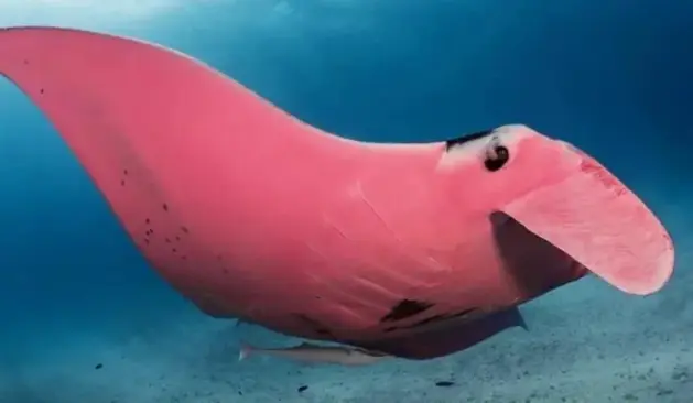a pink manta ray