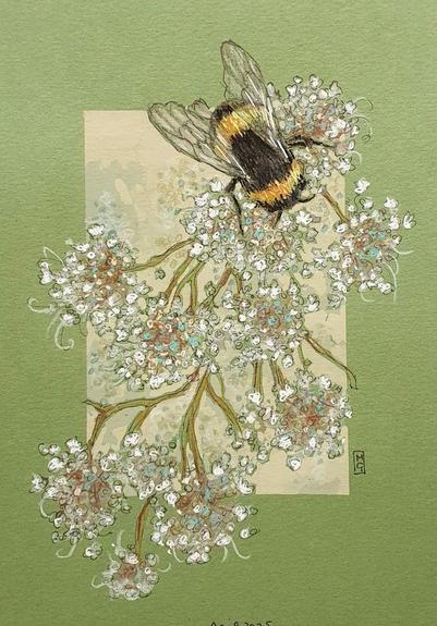 A small drawing of a bumblebee on delicate pale flowers. The drawing is on green pastel paper.
An original art work
Colour pencil and mixed media on acid free toned artist paper
5 by 7 inches (12.7 by 17.8 cm).
Sold unframed