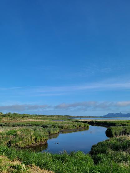 A color photo of a salt water marsh at high tide. The water and sky are very blue and the marsh grasses are very green. There are two geese and two ducks in the water. In the distance across the Columbia River are the Washington hills.