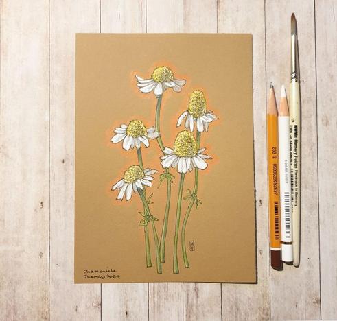 A colour drawing of chamomile flowers on buff coloured paper. Chamomile flowers are used in many herbal remedies and as a calming tea. Chamomile represents a wish for all your dreams to be fulfilled. The plant itself represents humility.
An original art work
Colour pencil and mixed media on acid free toned artist paper
5 by 7 inches (12.7 by 17.8 cm). This is a standard photo size in the UK and USA and should be easy to DIY frame.
Sold unframed