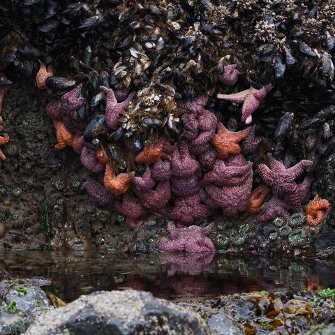 Many starfish, anemones, and mussels huddled together on a rock above a tide pool at low tide.