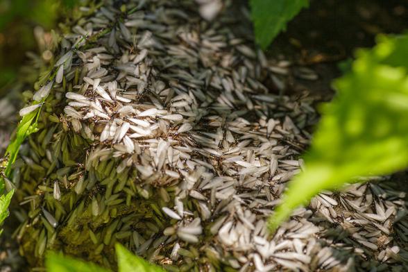 Hundreds, maybe thousands of winged termites swarm a stump in the mid-day sun. Only insects are visible covering the entirety of the tree stump. They lingered there for only a few minutes Then they flew off.