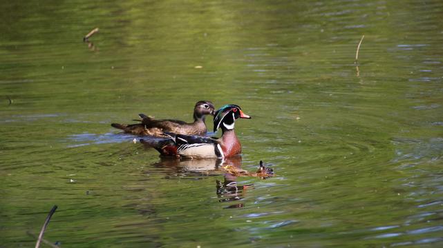 A photo of a male and female wood duck. They are floating on water. The male has several colors. A green,black and white head with red eyes. His neck is red brown and his wings are light brown with a vertical dark stripe near the front.