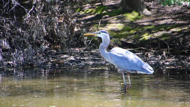 A photo of a blue heron standing in brown/blue water near the shore. There are branches and some grass on the shore behind them. They are walking to the left.
