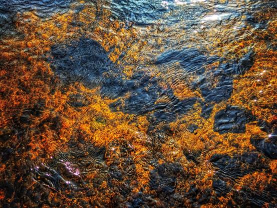 Sunlight glints on the rippling surface of shallow water, revealing a bed of vibrant orange and dark brown stones and possibly some aquatic vegetation beneath. The water's surface reflects the light, creating bright highlights and dark shadows that dance across the scene.