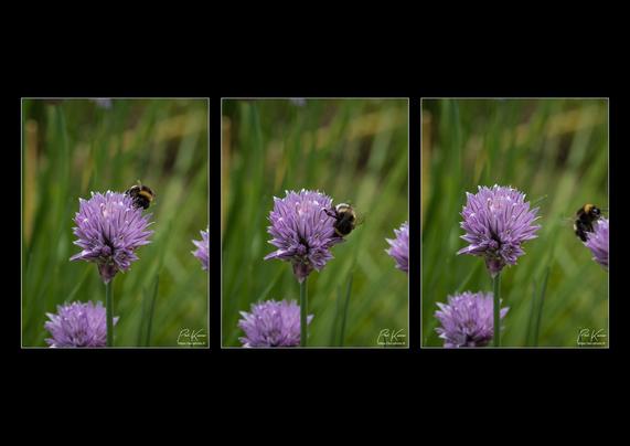 Triptyque sur fond noir de trois photos verticales présentant essentiellement une fleur de ciboulette butinée par ce qui me semble être un bourdon et captée depuis sa hauteur, soit environ à 20 cm du sol. Sur la première photo, le bourdon est plutôt sur la face opposée de la fleur, puis il vient sur la face orientée vers l'appareil photo, puis sur la troisième photo, le bourdon est passé sur une fleur voisine de ciboulette. L'arrière-plan des trois photos est constitué de feuilles de ciboulette vertes hors focus.