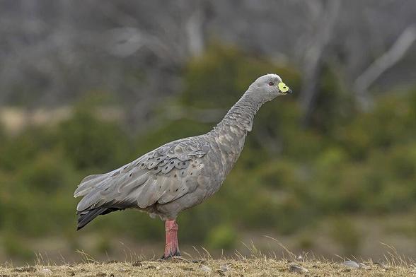 Cape Barren goose