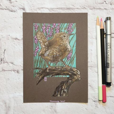 A small drawing of a wren bird sitting on a branch with a background of lavender.
The wren is easily recognised by its small, round, plump shape and its distinctive small chestnut-coloured tail which is almost continuously cocked up. An adult wren weighs about the same as a £1 coin. They are one of the lightest birds found in Britain.
An original art work
Colour pencil and mixed media on acid free toned artist paper
5 by 7 inches (12.7 by 17.8 cm).
Sold unframed