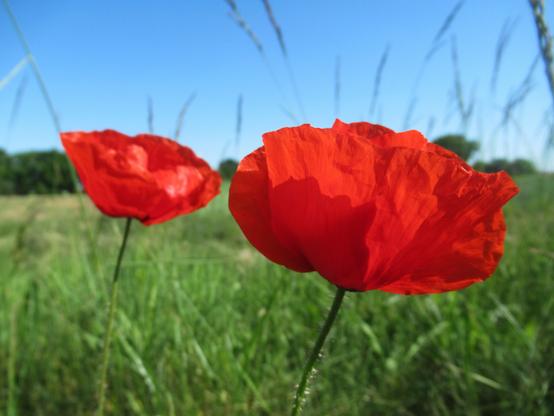 Zwei Mohnblumen vor einem Feld, blauer Himmel, in den einzelne Gräser ragen.