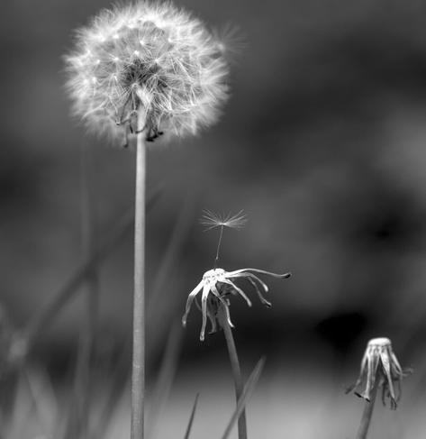 quadratisches schwarz weiß bild:
es sind drei blühende, bzw verblühte löwenzahnblüten.
links eine blüte noch mit allen samen, rechte ine blühte ohne samen und in der mitte eine blühte, wo noch ein einzelner samen nach oben ragt