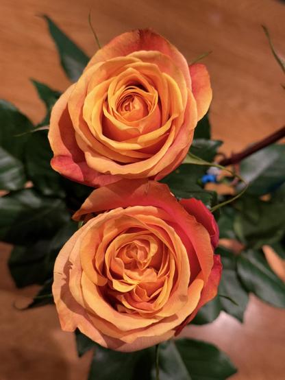 blick von oben auf zwei orange-rote rosen