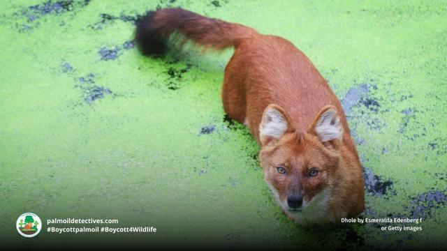 Dhole by Esmeralda Edenberg f or Getty Images