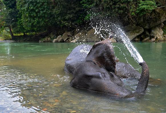 A Sumatran elephant enjoys a playful river dip, by Craig Jones Wildlife Photography A Sumatran elephant enjoys a playful river dip, by Craig Jones Wildlife Photography