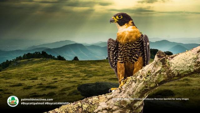 Orange-breasted Falcon Falco deiroleucus
