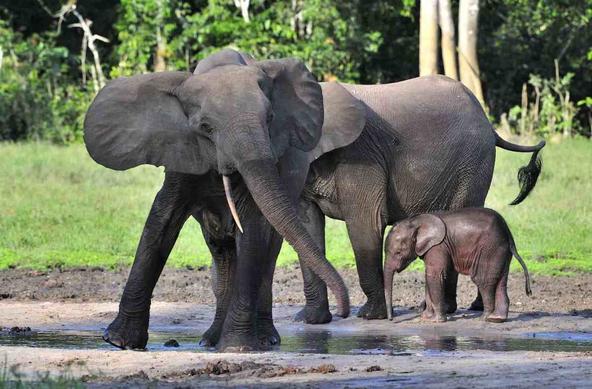 African Forest Elephant Loxodonta cyclotis