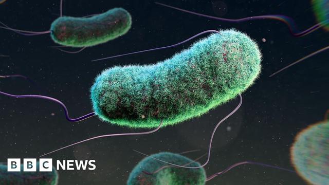 A computer generated image of the Escherichia coli bacteria - also known as E. coli, the bug that causes food poisoning. It is depicted as a green, slightly furry tube with purple whispy strands.