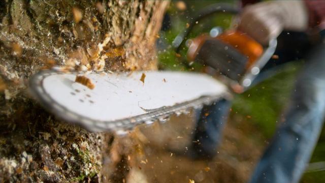 Lumberjack using chainsaw while cutting tree in a forest.