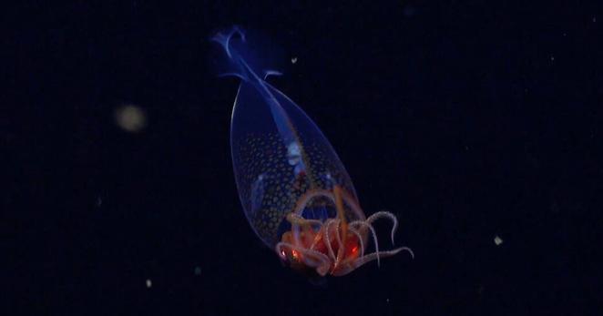 The first confirmed live observation of the colossal squid, Mesonychoteuthis hamiltoni, in its natural habitat, off the South Sandwich Islands in the South Atlantic Ocean.