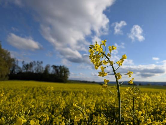 Ein Rapsfeld unter einem Wolkenhimmel. Eine einzelne Rapspflanze ragt über das Feld hinaus