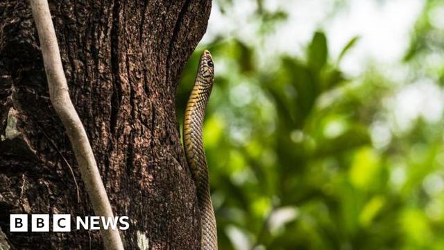 The Indian rat snake or Oriental rat snake (Ptyas mucosa) is seen in Tehatta, West Bengal, India, in 2022.