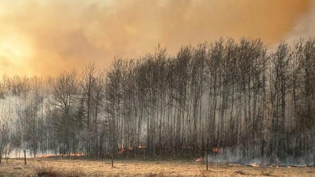 Des arbres sont en flammes de l'autre côté d'un champ.