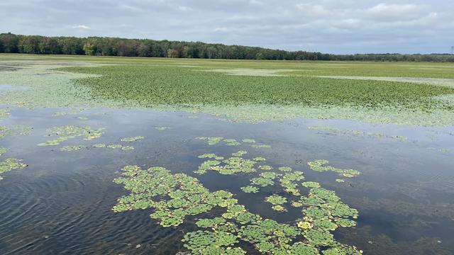 Un tapis végétal de châtaignes d'eau.