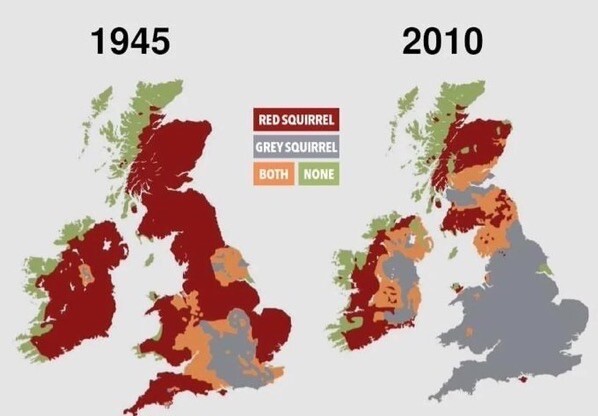 From 1945 
More GREY SQUIRREL til 2010