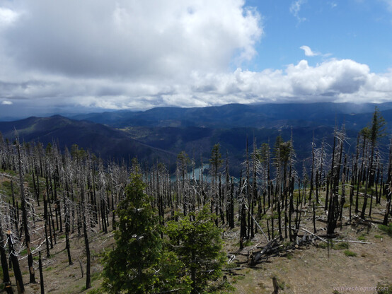 Ruth Lake from the lookout. There's a lot of burned trees to look through to the water. It is surrounded by green rolling hills, but if you look closely there's more burned trees out there too.