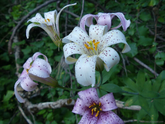 Redwood lilies or chaparral lilies. Large upright flowers, white and lavender with big dark purple spots, burst from a tall stem with rounds of leaves below. Around is more green.