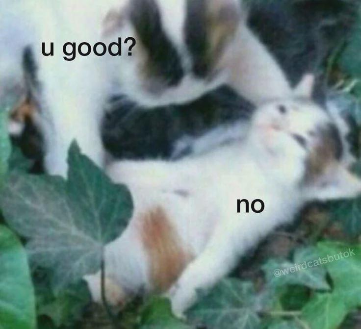 Photograph of two cats. One is captioned asking the other "u good?", the other is lying on the ground and saying "no". Photograph of two cats. One is captioned asking the other "u good?", the other is lying on the ground and saying "no".