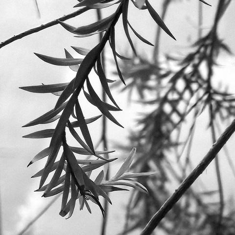 Black and white macro photo of a few drooping plant branches with long thin leaves. The branches and leaves are dark and nearly silhouetted against a very blurred light gray background.
